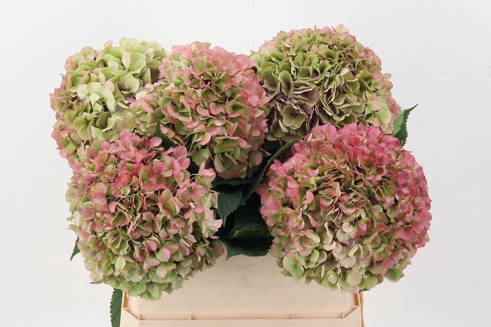 <h4>Hydr M Roy Grande Cl</h4>