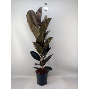 Ficus elastica 'Abidjan'