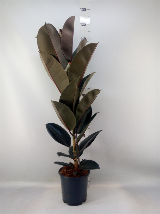 <h4>Ficus elastica 'Abidjan'</h4>