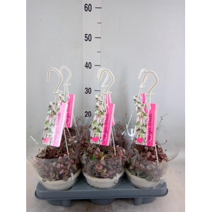 Ceropegia woodii 'Variegata'