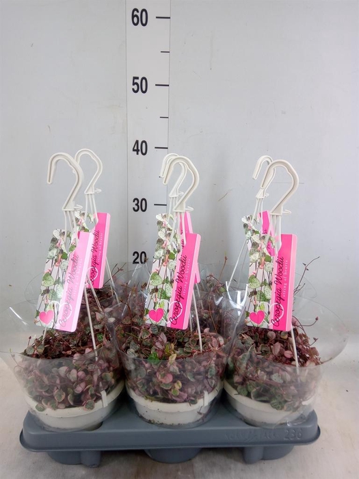 <h4>Ceropegia woodii 'Variegata'</h4>