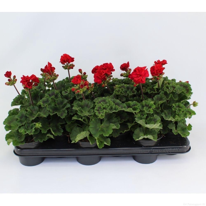 <h4>Pelargonium Zonale Toscane Bernd</h4>