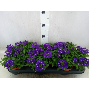 Verbena  'Rapunzel Violet'
