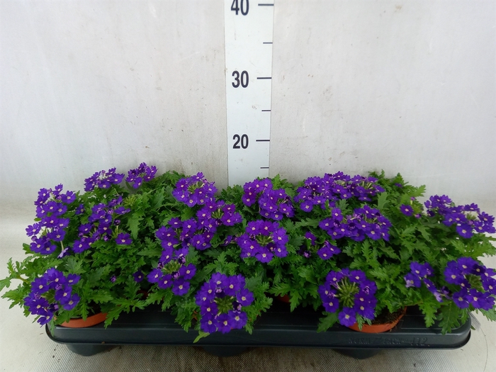 <h4>Verbena  'Rapunzel Violet'</h4>