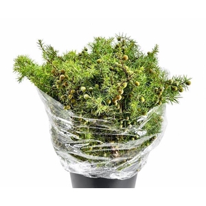 Juniperus communis