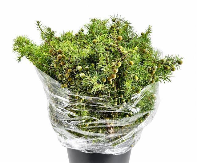 <h4>Juniperus communis</h4>