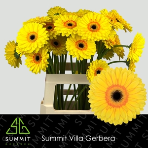 Gerbera Apollo Water X40 Lang