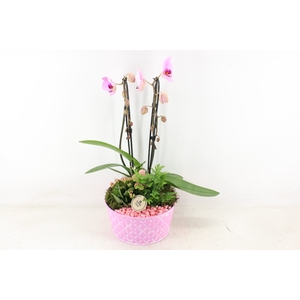 arr2 PL - Zink diamant Roze Phal x2