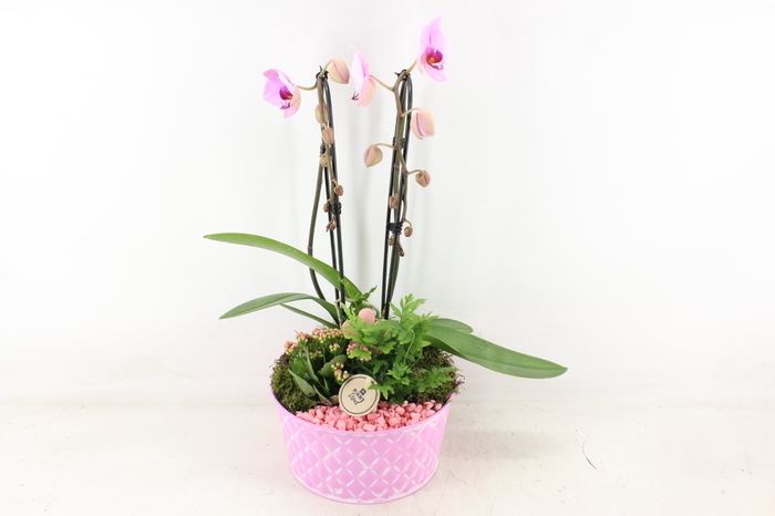 <h4>arr2 PL - Zink diamant Roze Phal x2</h4>
