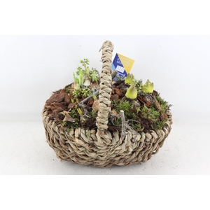 arr4 Bollenmix MB - Hengselmand 285/4