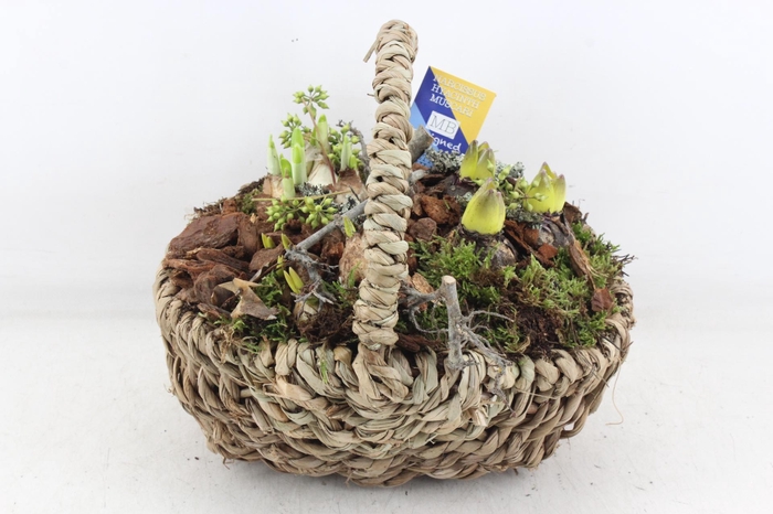 <h4>arr4 Bollenmix MB - Hengselmand 285/4</h4>