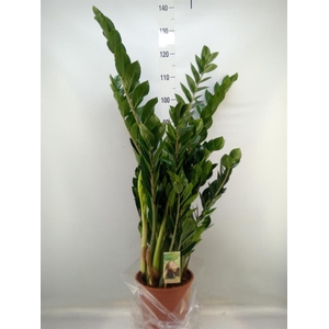 Zamioculcas zamiifolia