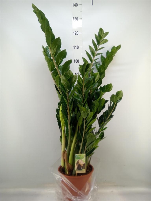<h4>Zamioculcas zamiifolia</h4>