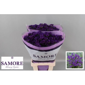 Limonium sinuatum 'Acqua Sun Birds'