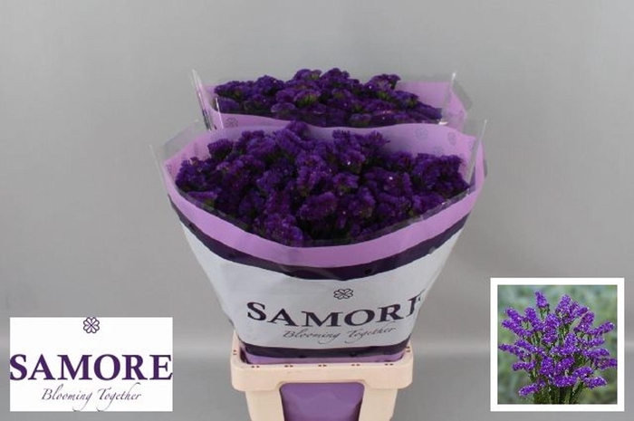 <h4>Limonium sinuatum 'Acqua Sun Birds'</h4>