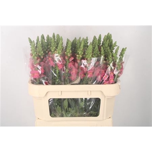Antirrhinum Nl. Dark Pink Potomac