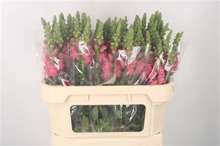 <h4>Antirrhinum Nl. Dark Pink Potomac</h4>