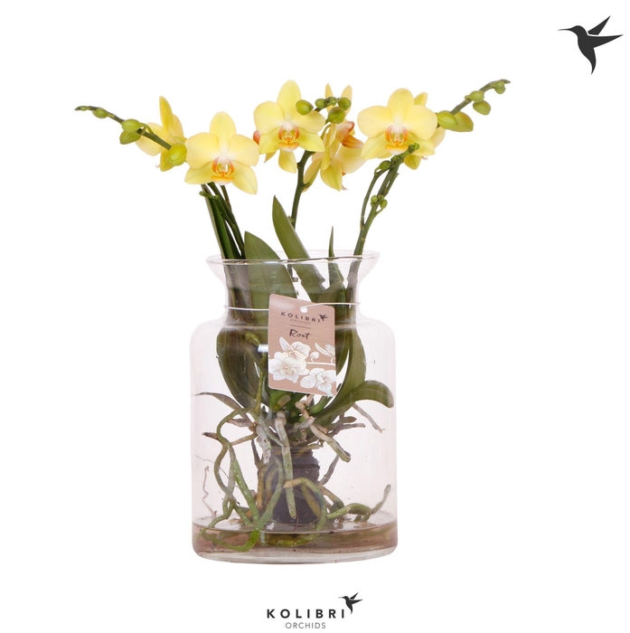 <h4>Kolibri Orchids Phalaenopsis Roots yellow in glas stolp transparant</h4>