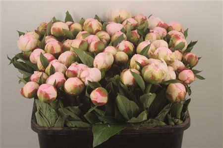 <h4>Paeo L Flor Nicholls Ex</h4>