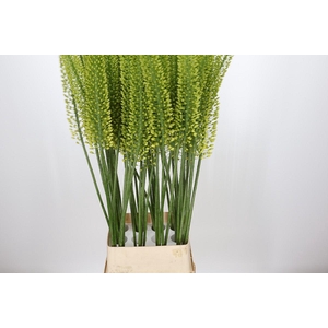 Eremurus Yellow Cleopatra