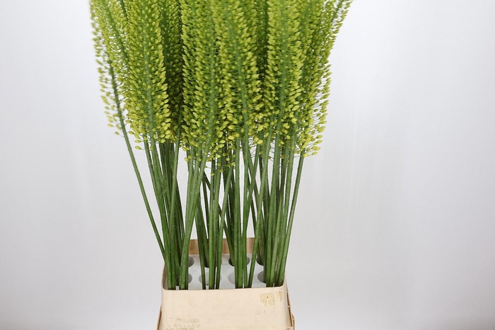 <h4>Eremurus Yellow Cleopatra</h4>