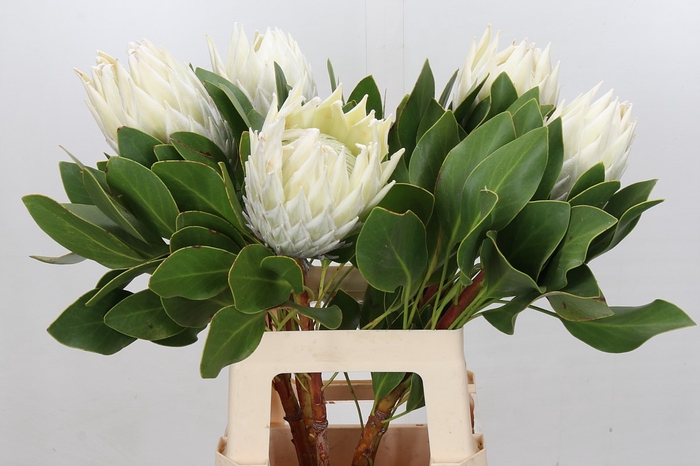 Protea Cyn. Ayoba Arctic Ice