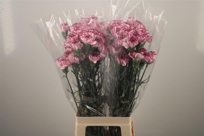 <h4>Di St Damascus</h4>