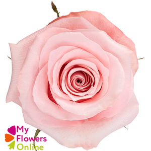 R Gr Be Sweet Light Pink 50cm EC