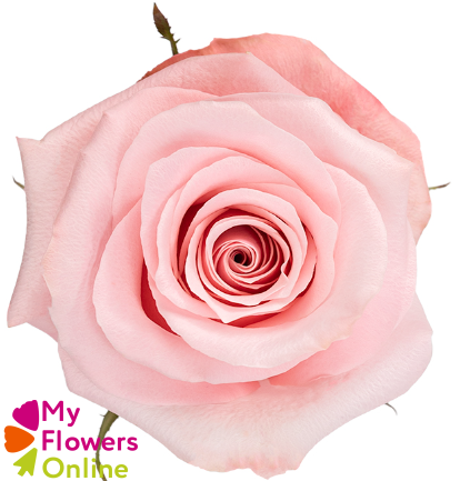<h4>R Gr Be Sweet Light Pink 60cm EC</h4>