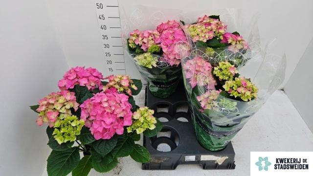 <h4>HYDR M EARLY ROSA</h4>