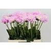 Dahlia Sweet Love