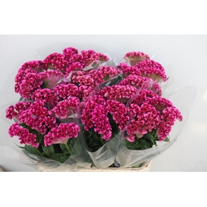 Celosia Solid Rose Verano