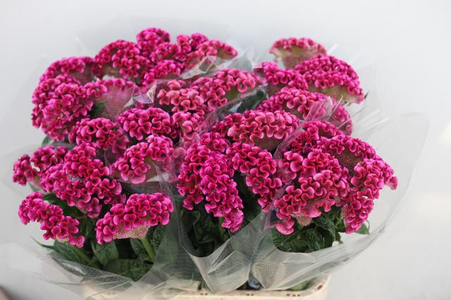 <h4>Celosia Solid Rose Verano</h4>