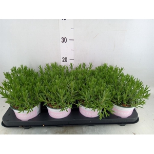 LAVANDULA ANGUS. 'ROSEA' LAVENDEL L
