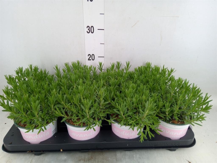 <h4>Lavandula angus. 'Rosea'</h4>