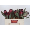 Protea Barbigera Ruby Princess