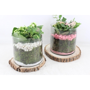 Arr2 Pl - Hout Schijf Cilinder - Roze/wit