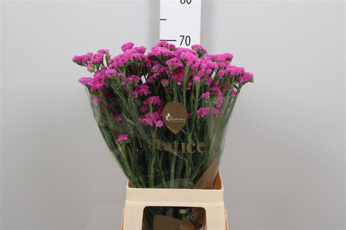 <h4>Statice Heart Wings</h4>