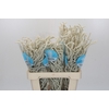 Amaranthus Yearming Desert