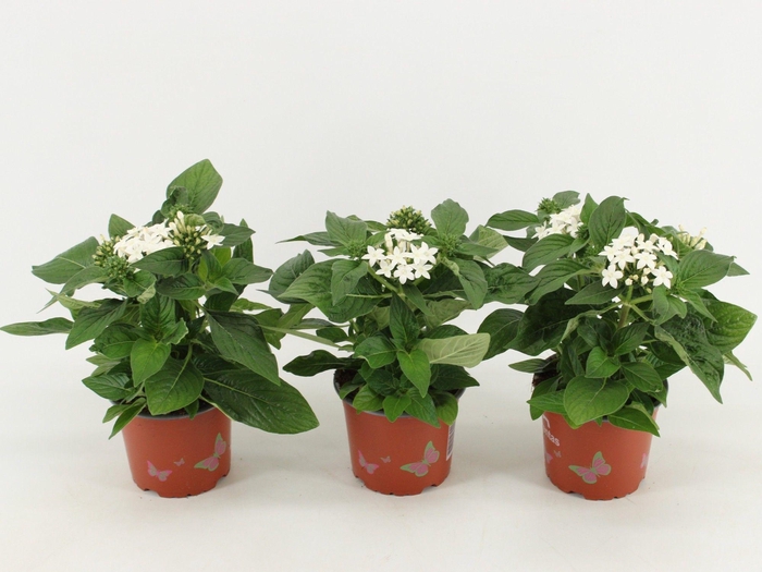 <h4>Pentas Graffiti White</h4>