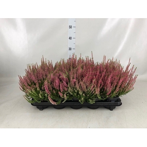 Calluna vulg. 'Beauty L Sylke'