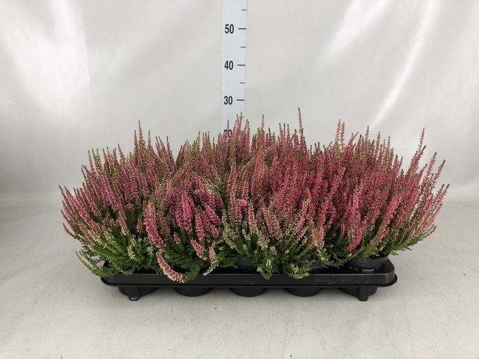 <h4>Calluna vulg. 'Beauty L Sylke'</h4>