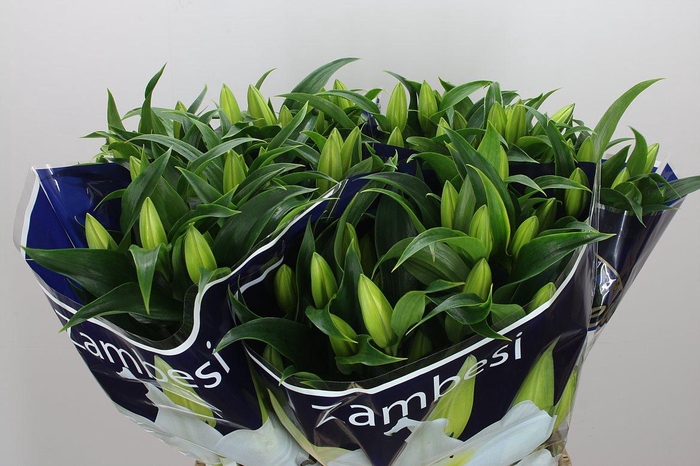 <h4>Li Ot Zambesi</h4>