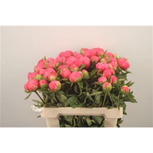 Paeonia L Pink Hawai Co 3-4