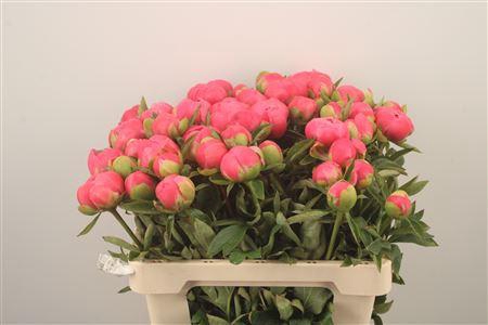 <h4>Paeonia L Pink Hawai Co 3-4</h4>