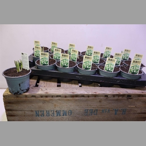 Galanthus Niv In Pot