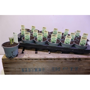 Galanthus Niv In Pot