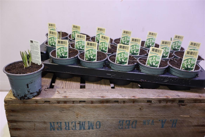 <h4>Galanthus Niv In Pot</h4>