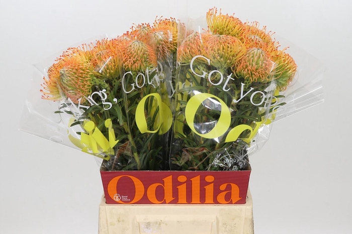 <h4>Nutans Orange Sunset</h4>