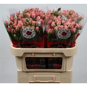 R Tr Olympic Sensation